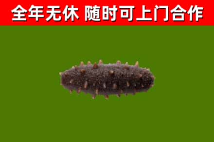 信阳市烟酒回收干海参.jpg